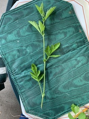 Geum vernum