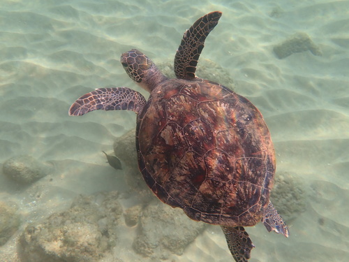Chelonia mydas observed 2026-10-29