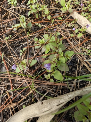 Torenia crustacea observed 2026-10-29