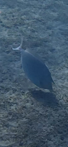 Naso unicornis observed 2026-10-28