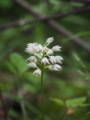 Oreorchis fargesii