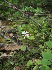 Oreorchis fargesii