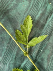 Geum vernum