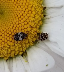 Anthrenus pimpinellae