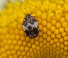 Anthrenus pimpinellae