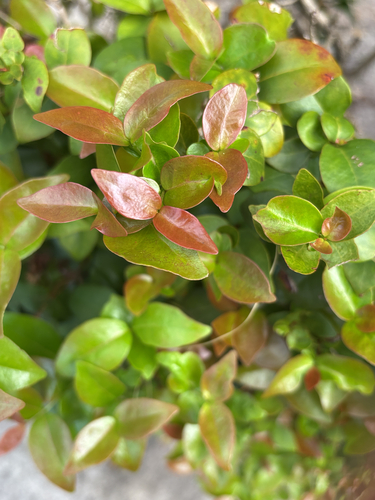Eugenia uniflora observed 2026-10-29