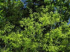 Buckleya distichophylla