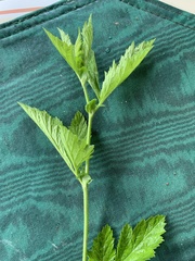 Geum vernum