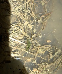 Whitmania edentula