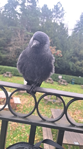 Corvus observed 2026-10-29
