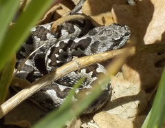 Vipera latastei