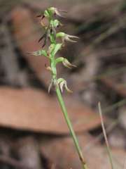 Genoplesium despectans