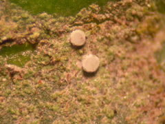 Fellhanera bouteillei