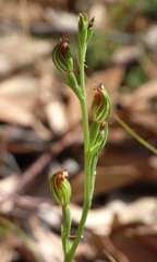 Pterostylis rubescens