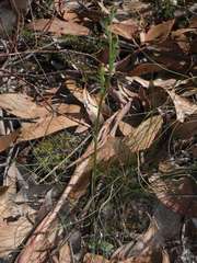 Pterostylis rubescens