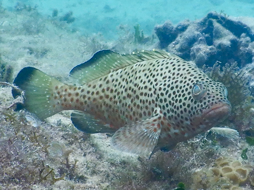 Epinephelus observed 2026-10-29