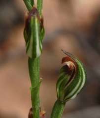 Pterostylis rubescens