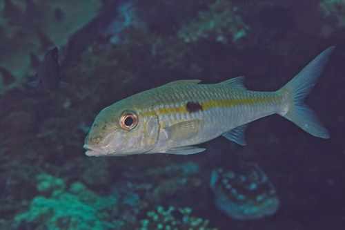 Mulloidichthys flavolineatus observed 2026-10-26