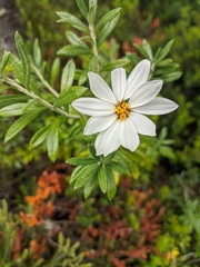 Chiliotrichum