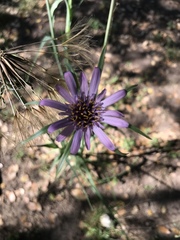Tragopogon porrifolius