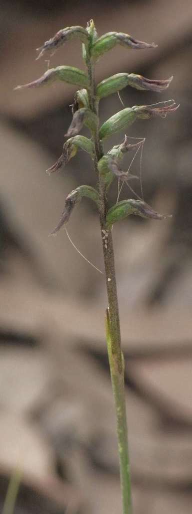 Genoplesium despectans