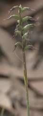 Genoplesium despectans