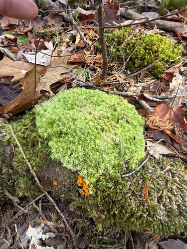 Leucobryum glaucum observed 2026-10-29