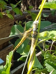 Orthetrum cancellatum