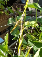 Orthetrum cancellatum
