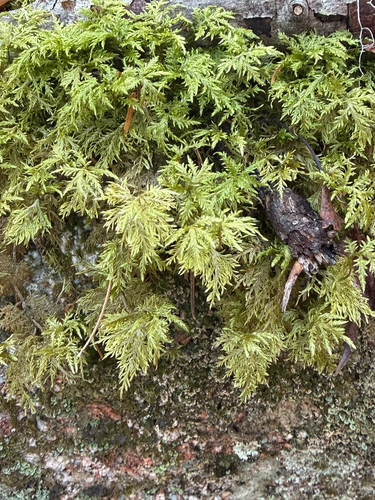 Hylocomium splendens observed 2026-10-29