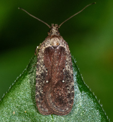 Agonopterix argillacea