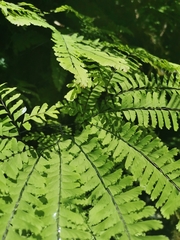 Adiantum aleuticum aleuticum