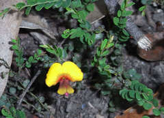 Bossiaea buxifolia