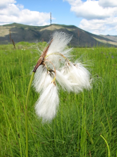 Eriophorum angustifolium ssp. angustifolium