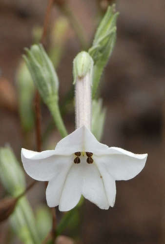 Image of Nicotiana suaveolens by (c) Russell Best, some rights reserved (CC BY)