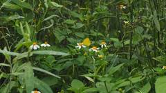 Eurema blanda arsakia