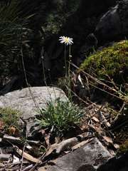 Brachyscome diversifolia