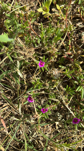 Portulaca pilosa observed 2026-10-29
