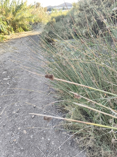 Cyperus observed 2026-10-29