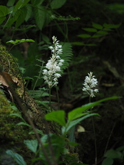 Oreorchis fargesii