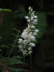 Oreorchis fargesii