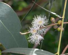 Eucalyptus aromaphloia
