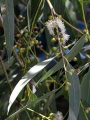 Eucalyptus aromaphloia