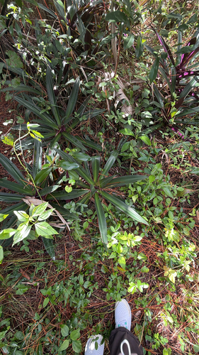 Tradescantia spathacea observed 2026-10-29