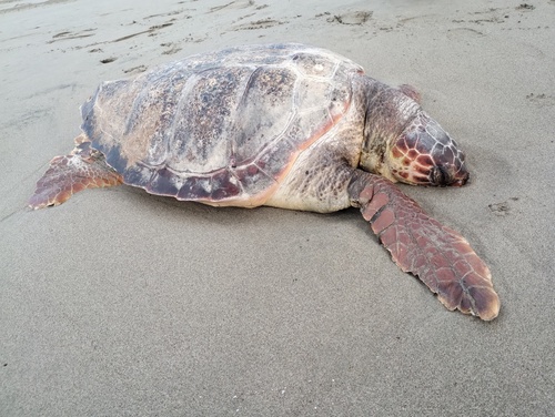 Caretta caretta observed 2026-10-29