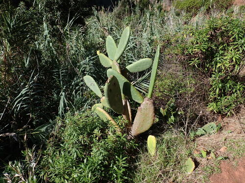 Ficus observed 2026-10-29