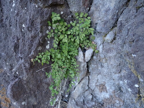 Adiantum capillus-veneris observed 2026-10-29