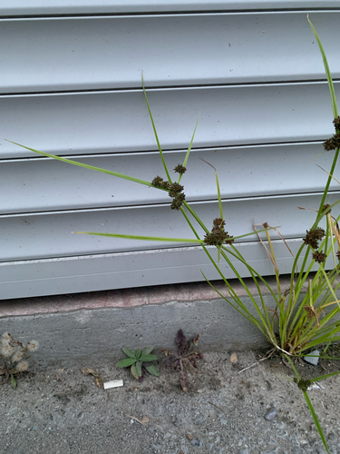 Cyperus observed 2026-10-29