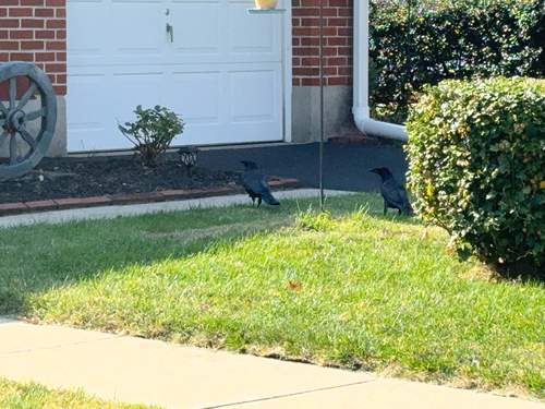 Corvus observed 2026-10-29