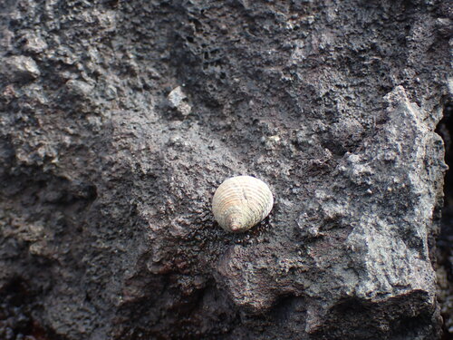 Littorina observed 2026-10-29